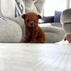 TOY �t��ata pudla