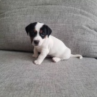 �t��ata jack russell teri�ra.