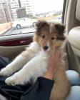 SHELTIE
