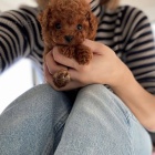 TOY O�KOVAN� �T��ATA PUDL�