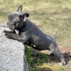 francouzsk�ho buldo�ka.