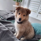 �t��ata sheltie k adopci