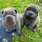 �t��ata o�kovan� shar-pei(modr�)