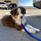 Prod�m �t��ata border kolie