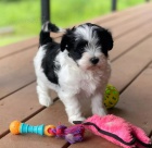 havansk� �t��ata na prodej.