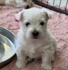 �t��ata West Highland White Terriers