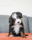 MINI �t��ata Bernedoodle.