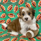 havansk� �t��ata na prodej.