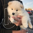 �t��ata samojeda na prodej