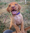 Ma�arsk� oha� kr�tkosrst�