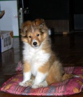 �t��ata sheltie k adopci