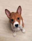 �t���tka Basenji