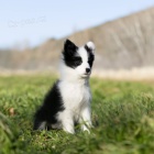 Prod�m �t��ata border kolie