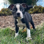 �t��ata bostonsk�ho teri�ra