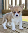 �t��ata Pembroke Welsh Corgi