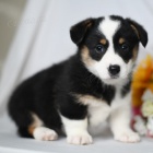 �t��ata Pembroke Welsh Corgi