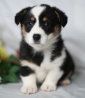 �t��ata Pembroke Welsh Corgi