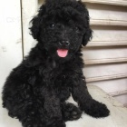 Zdrav� �t��ata �ern�ho Toy pudla