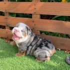 �t��ata anglick�ho buldo�ka