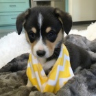 �t��ata Pembroke Welsh Corgi