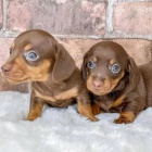 trpasli�� �t��ata hladkosrst�ho jezev��ka