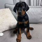 Dobrman �t���tka