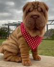 �t��ata o�kovan� shar-pei.