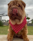 �t��ata o�kovan� shar-pei.