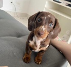 �teniatka dachshunda na adopciu