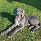 Zdrav� �teniatka ve�k�ho d�nskeho psa na predaj