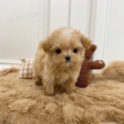 MNI Maltipoo