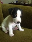 �t��ata jack russell teri�ra.