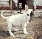 anglick�ho bulteri�ra