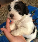 havansk� �t��ata na prodej.