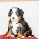 �t��ata Bernedoodle.