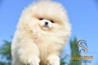 Pomeranian Boo �t��ata