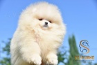 Pomeranian Boo �t��ata