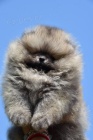 Pomeranian Boo �t��ata
