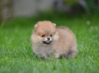 Pomeranian BOO �t��ata