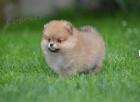 Pomeranian BOO �t��ata