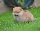 Pomeranian BOO �t��ata