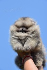 Pomeranian Boo �t��ata