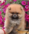 Pomeranian Boo �t��ata