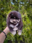 Pomeranian �t��ata