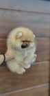 Pomeranian �t��ata