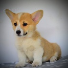 Welsh Corgi Pembroke �t��ata
