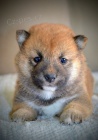 Shiba Inu �t��ata