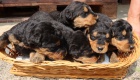 Prod�m �t��ata airedale terrier ( erdelterrier)