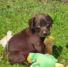 Nab�dka �t��at n�meck�ho oha�e kr�tkosrst�ho