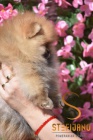 Pomeranian BOO �t��ata